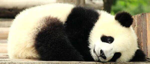 当“知识库”变成“信息黑洞”，我用PandaWiki解决了所有问题！