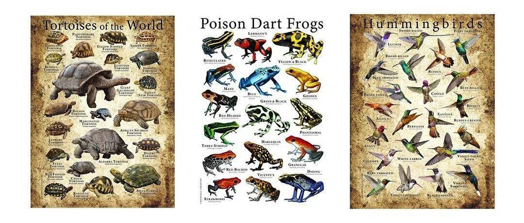 【侵权快讯】连发三案！Roger Hall的这些野生动物插画通通不能用，速排查下架！